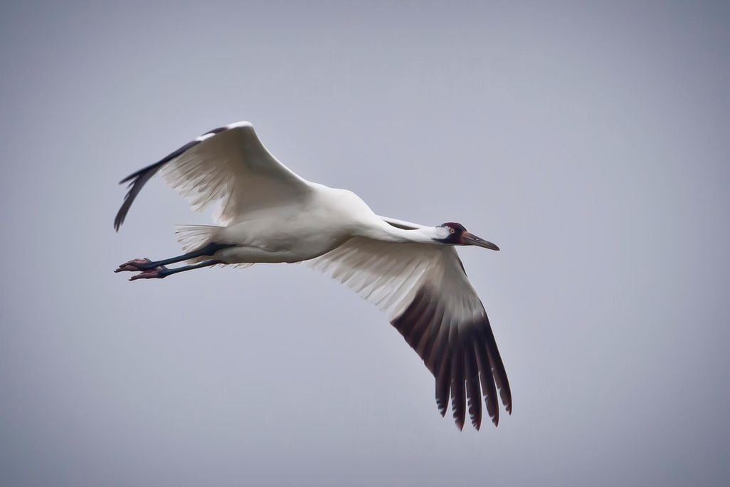 Whooping_Crane_in_flight_in_Texas (1).jpg