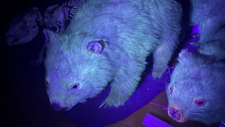 bare-nosed wombats glowing under a black light