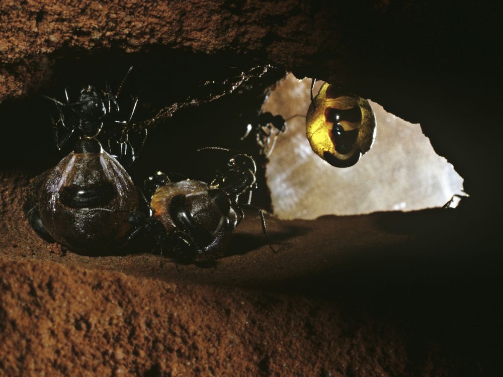 Australian honeypot ants with bulging abdomens filled with honey