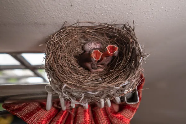 "Bulbulis Seeking Shelter: How Deforestation Forces Birds Into Human Homes" thumbnail