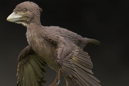 Life restoration of Fukuipteryx prima.