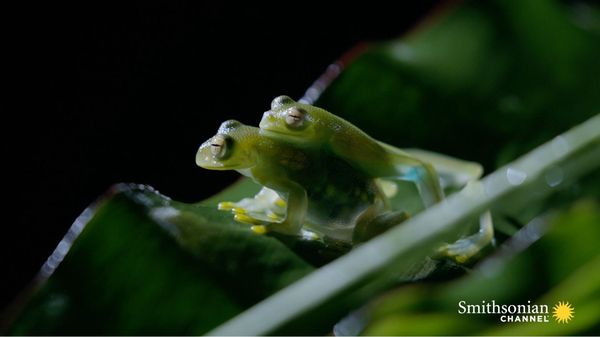 Preview thumbnail for Fascinating: How Transparent Glass Frogs Mate