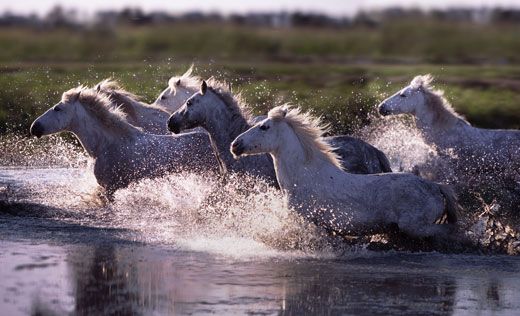 Equus caballus