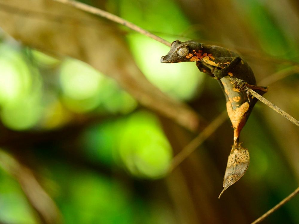 Leaf-tailed Gecko