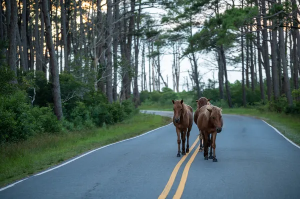 Wild Horses on the Road thumbnail