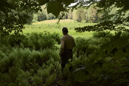 Robert Leverett walks through the old-growth forests in Mohawk Trail State Forest.