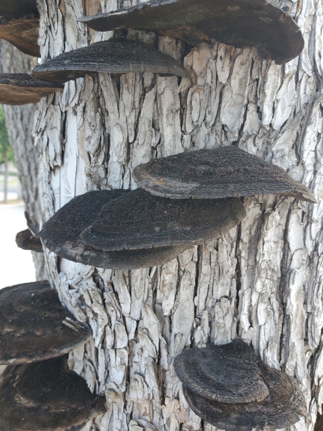 Wide Growing Mushrooms 