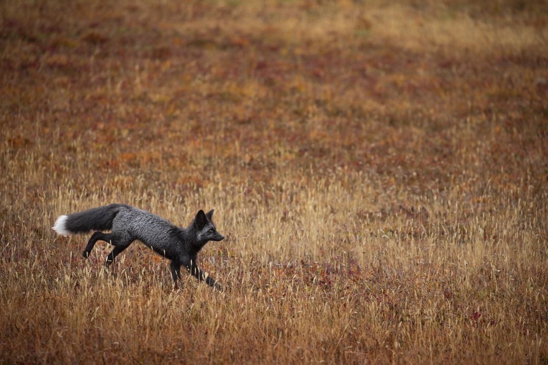 A thriving Cascade red fox kit at Mount Rainier National Park.