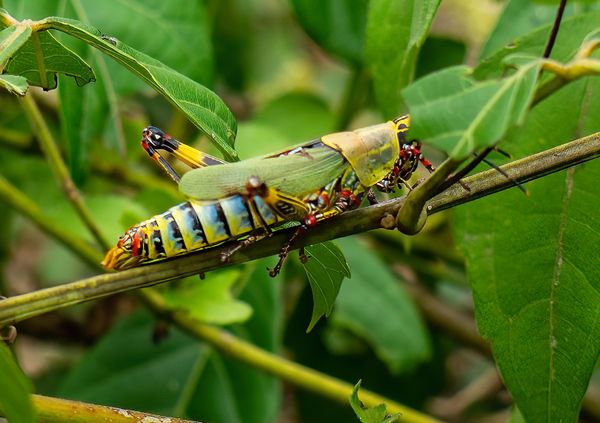 Colorful and friendly variegated grasshopper thumbnail