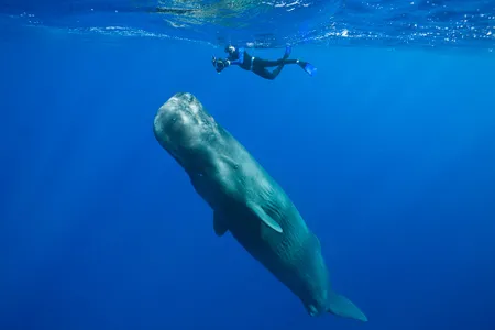 A skin diver swims with a sperm whale in the Caribbean off of Dominica.