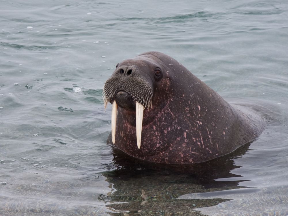 Svalbard Walrus About To Beach Smithsonian Photo Contest