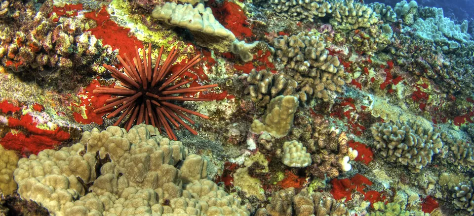  Slate Pencil Urchin amid a coral reef 