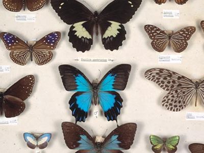Wallace saw signs of evolution by natural selection in Malaysian butterflies.