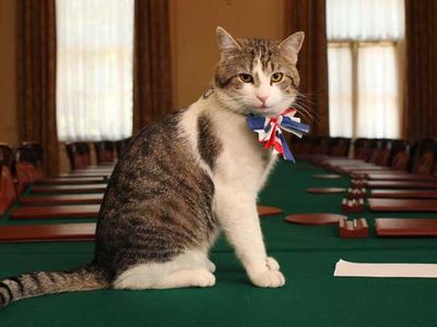 Larry, Chief Mouser to the Cabinet Office