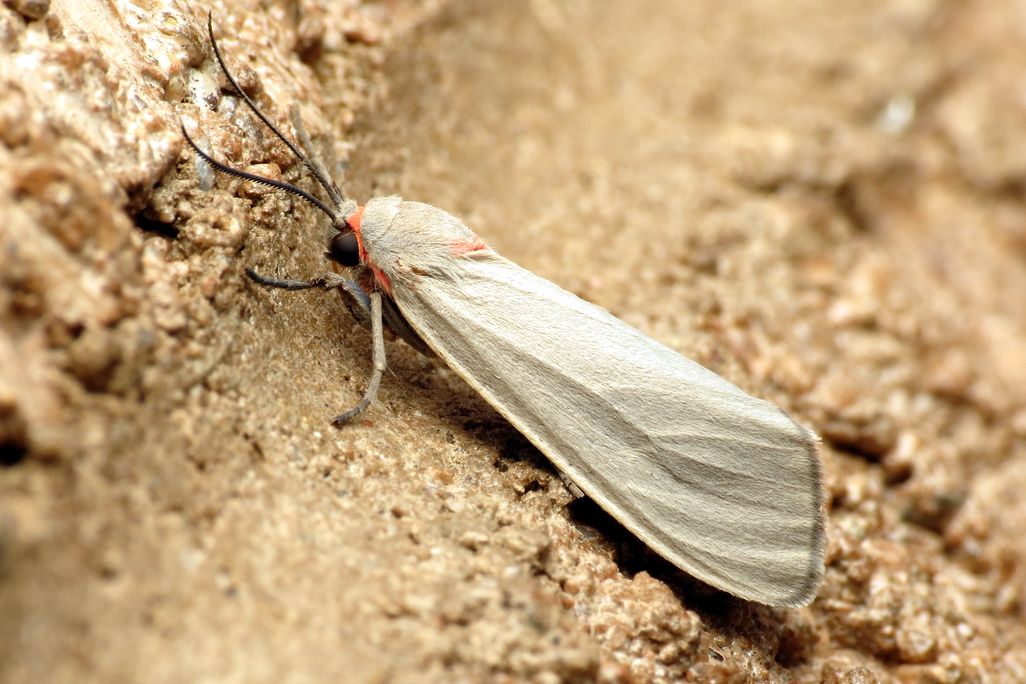 Mousey Tiger Moth