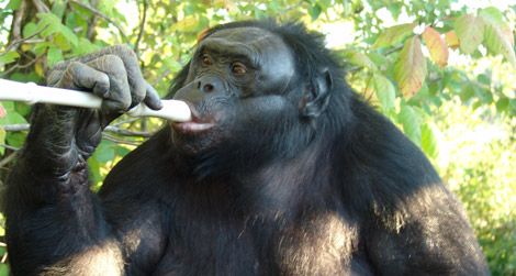 Kanzi the bonobo is quite the musician