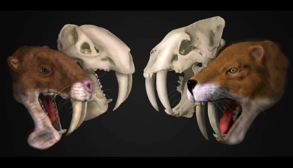 Two digital images of a large saber-tooth cat head next to their skulls