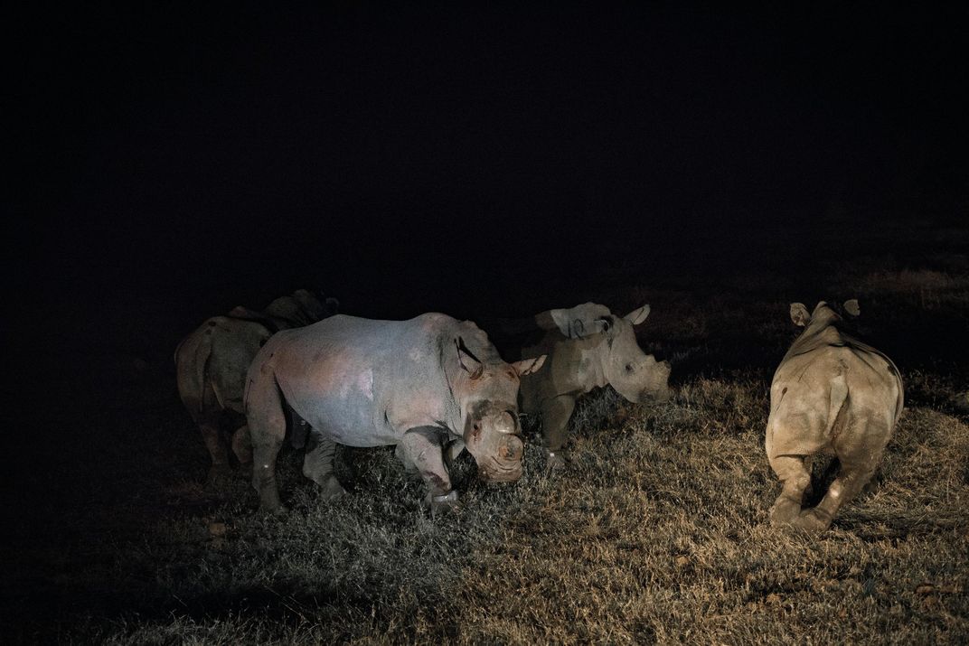 Van Niekerk’s rhinos