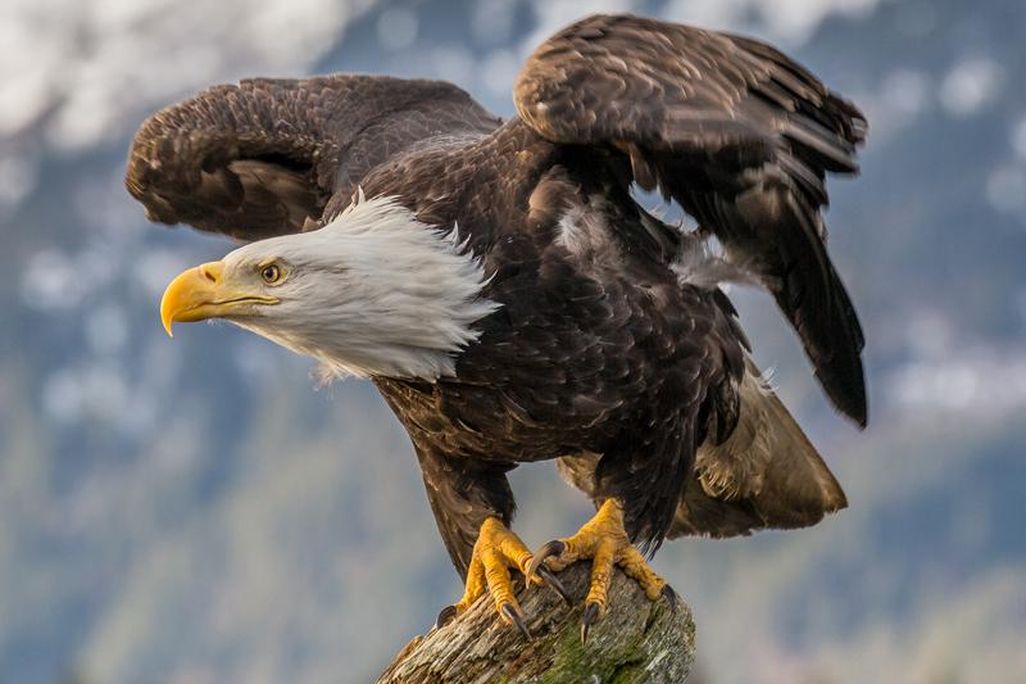 Bald_Eagle_(Haliaeetus_leucocephalus)_in_Kachemak_Bay,_Alaska.jpg
