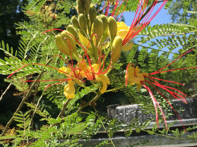 Desert Bird of Paradise Plant | Smithsonian Photo Contest | Smithsonian