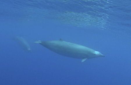 True's Beaked Whale