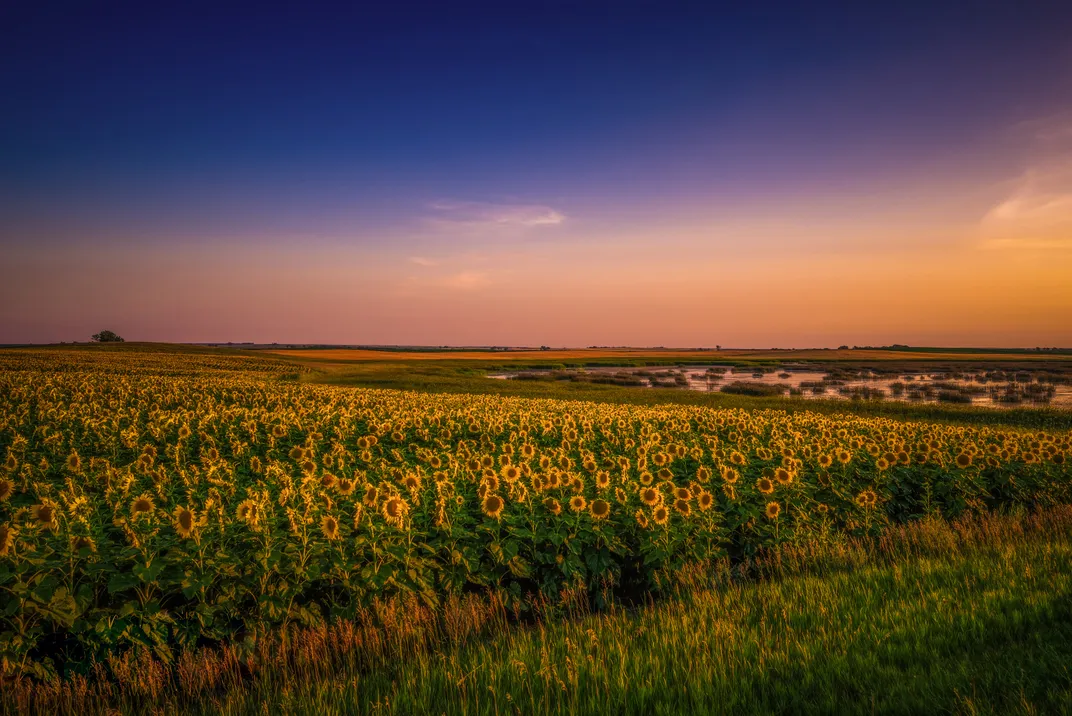 Sunflowers at dusk