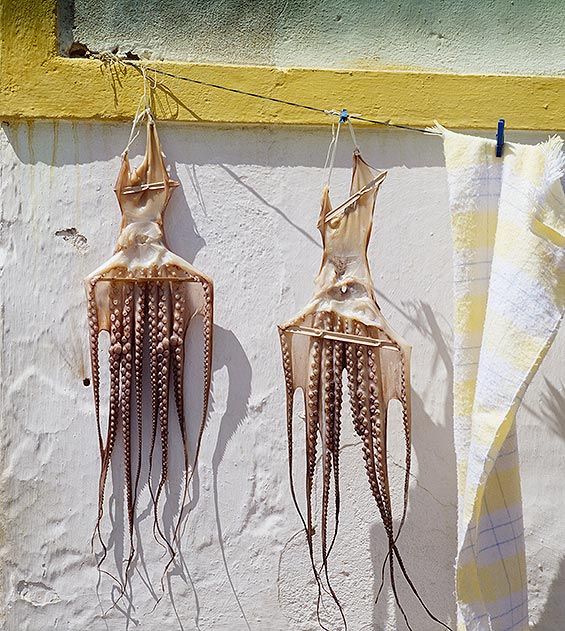 Squids in Algarve Portugal