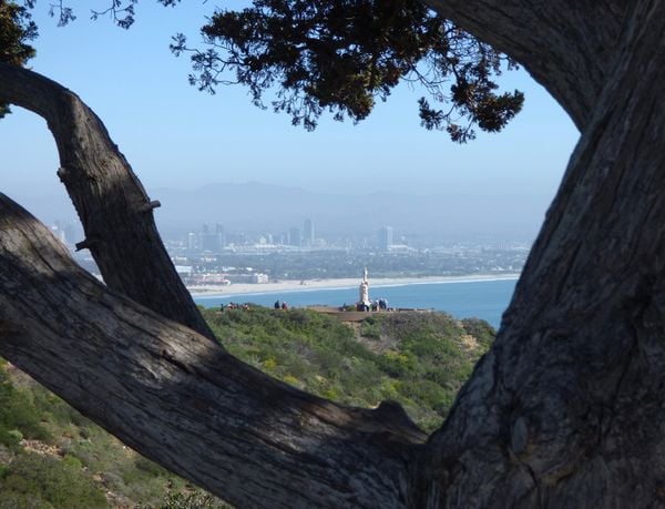 Cabrillo Monument seen through tree branches with San Diego in background thumbnail