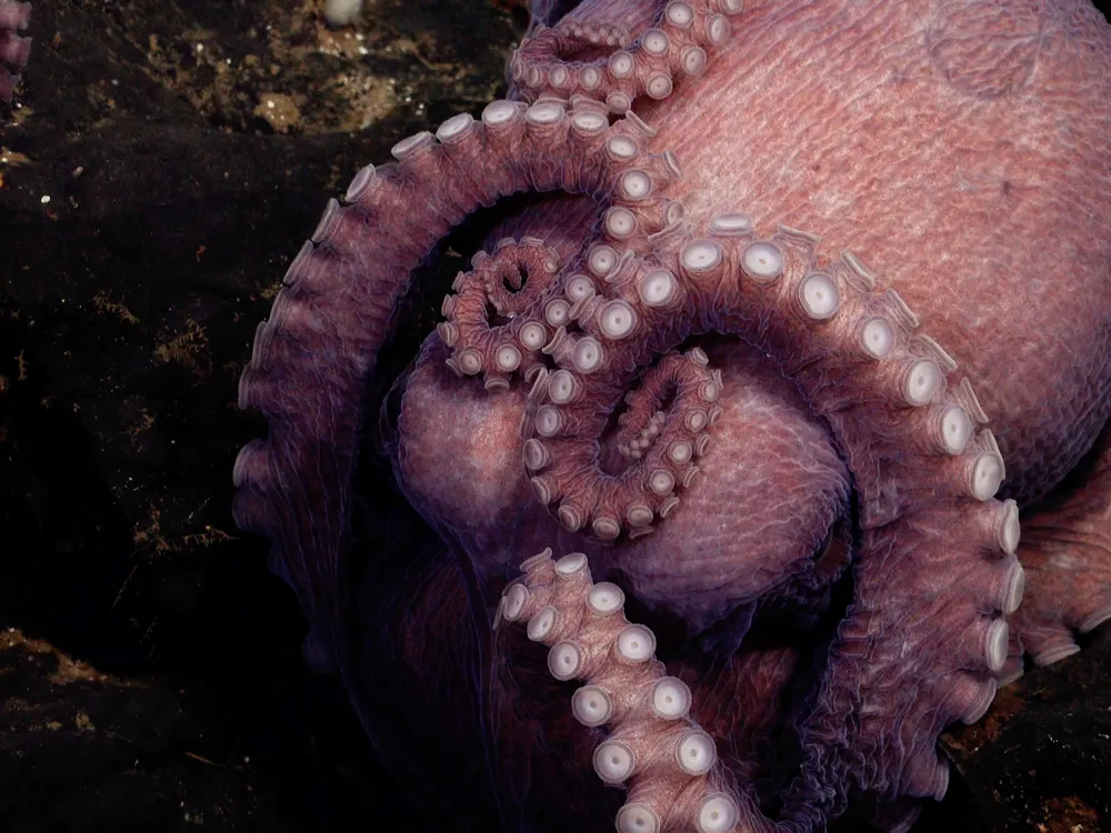 an octopus with several of its tentacles facing out and draped over its mantle, or its body