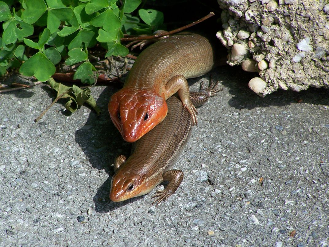Broadhead skinks Smithsonian Photo Contest Smithsonian Magazine