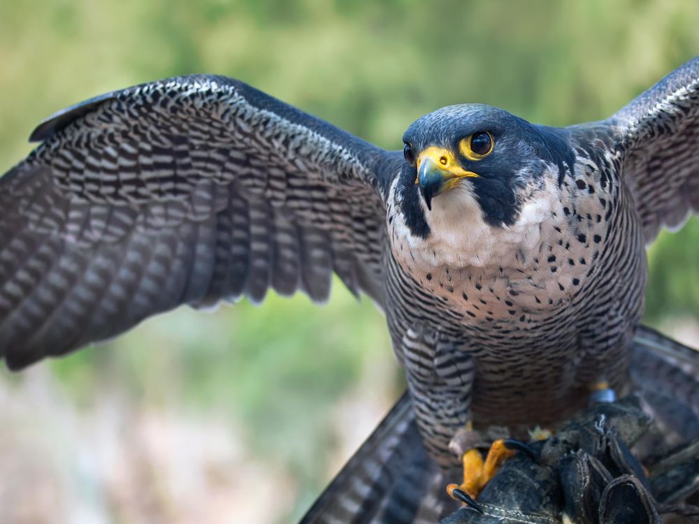 Ten Fun Facts About Falcons, the | Science| Smithsonian Magazine