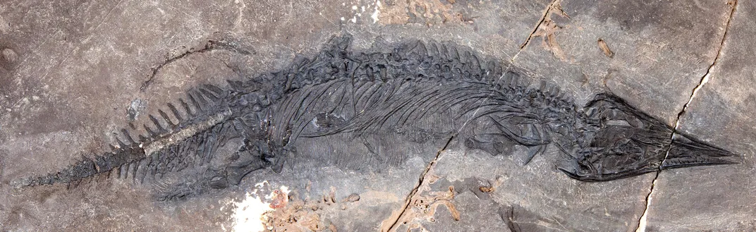215-Million-Year-Old, Sharp-Nosed Sea Creature Was Among the Last of Its Kind