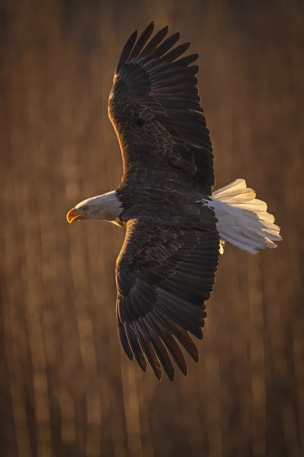 A bald eagle flys low in front of the golden morning light in southeast Alaska. thumbnail