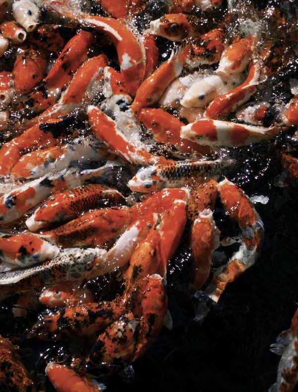 Feeding Chaos thumbnail