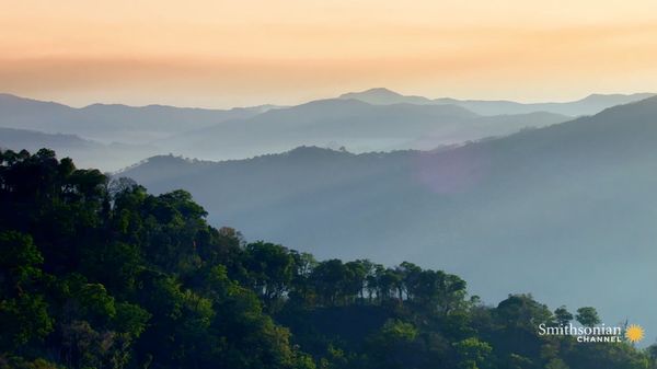 Preview thumbnail for This Burmese Forest Has Been Untouched Since WWII