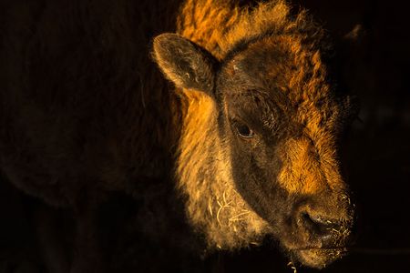 This bison calf, standing in the doorway of a barn on the Blackfeet Reservation, is a symbol of hope for the Blackfoot people.
