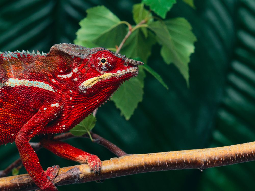 veiled chameleon changing colors