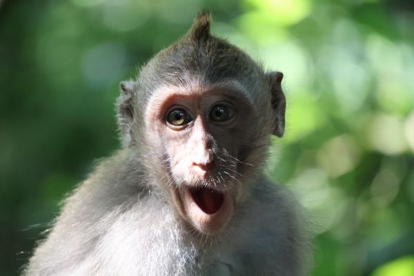 Yawny monkey thumbnail