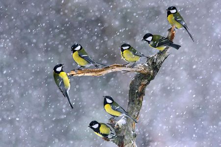 A group of great tit birds (Parus major) perch on a dead tree stump during a snowfall in Poland. 