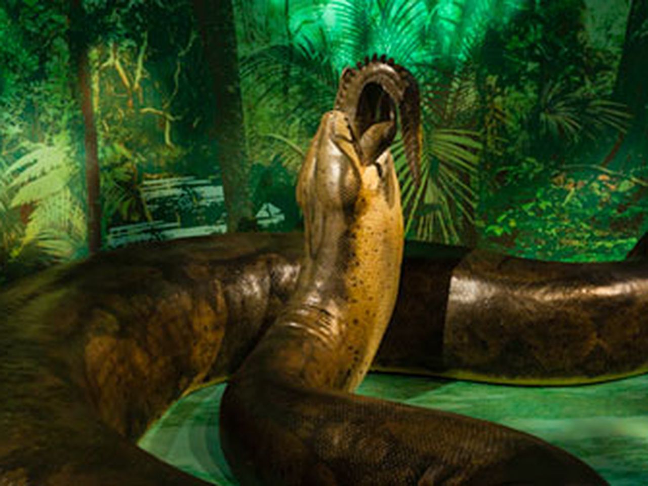 20120329115007titanoboa-