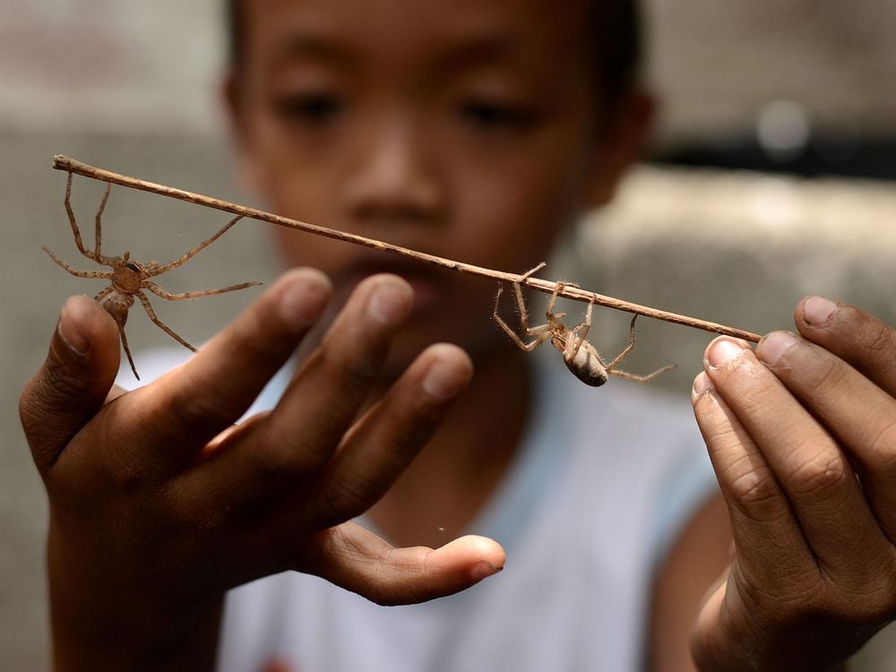 Spider Wrestling in the Philippines