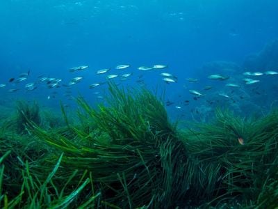 Seagrass plants have a large capacity for absorbing and storing carbon on the seafloor. 