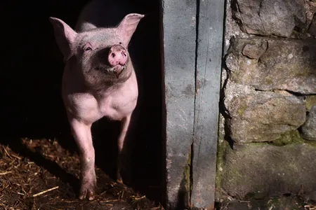 A pig steps into the sun in England. Cellular activity was returned to the organs of a dead pig after a recent experiment.