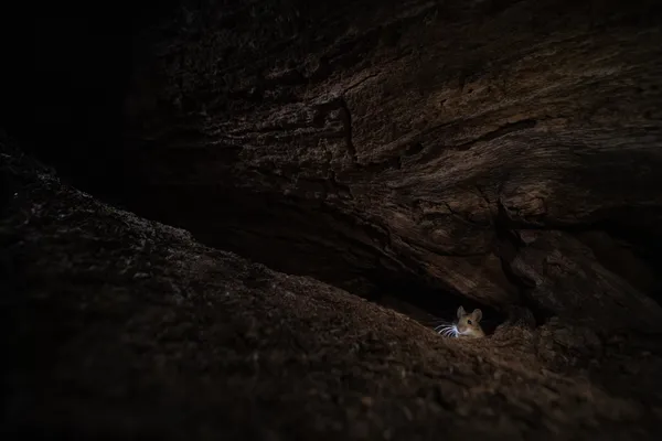 Whiskered Watcher in the Dark of the Bark thumbnail