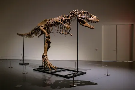 A Gorgosaurus skeleton measuring 10 feet tall is unveiled at Sothebys in New York, on July 05, 2022.
