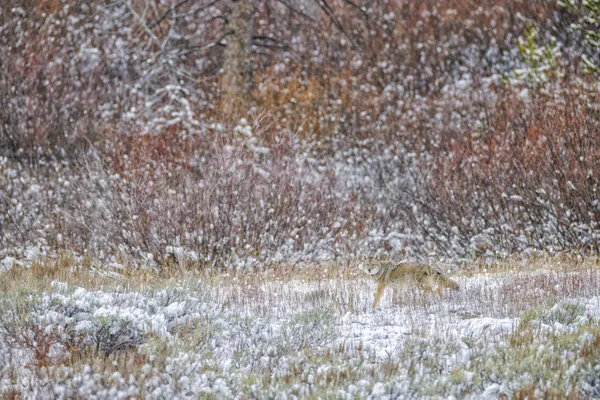 A moment of connection in the winter silence thumbnail