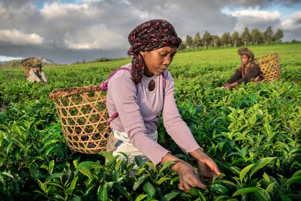 The Harvesting thumbnail