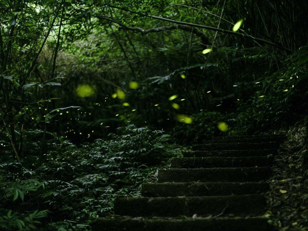 Fireflies