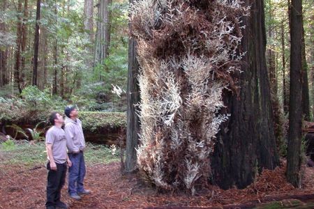 An albino redwood in Humboldt Country. 