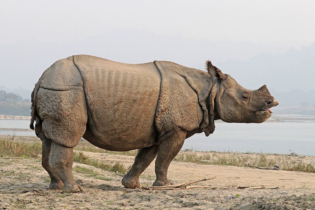 Horned rhinoceros standing by water.